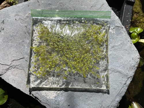 Duckweed - , (2000+)