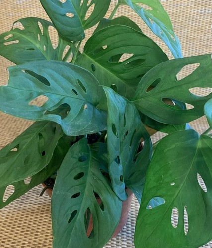 Monstera adansonii swiss - monstera,