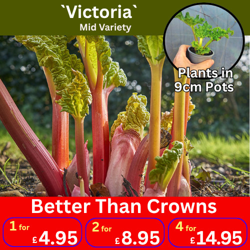 Victoria rhubarb plants - victoria,