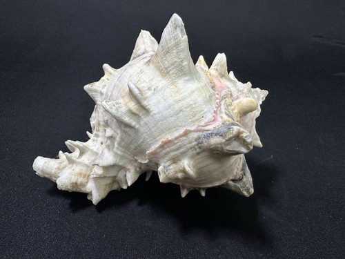 Large spiked conch - large, seashell