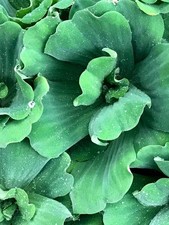 Water Lettuce -5 Large plants(5-10CM) Oxygenating Floating Pond Water Plants