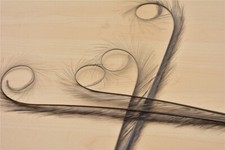 Colourful Curled Feathers for