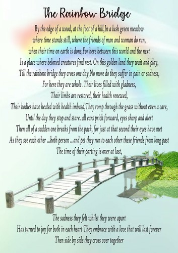 Rainbow bridge pet - pet, loss
