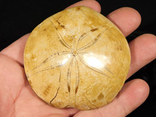 Polished 150 Million Year Old