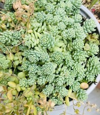 Sedum Silver Roses plug plant