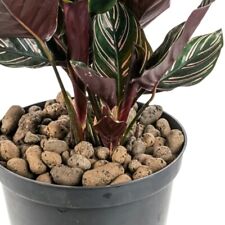 Clay pebbles hydroponics stone