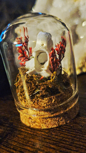 Taxidermy style mammal - taxidermy,