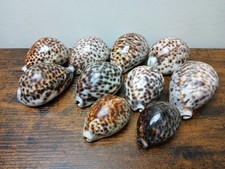 Bundle Of Ten Tiger Cowrie Sea Shells From 6cm - 8cm Aquarium Craft Collectable