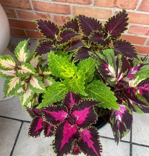 Different colourful coleus - different,