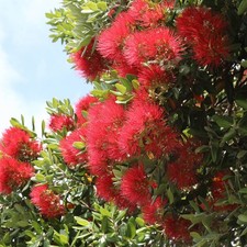 Metrosideros excelsa nz - metrosideros, (nz