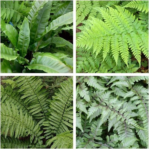 Fern plant mix 9cm pots - x, in