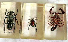 3 x Insect Resin Taxidermy Bugs Blocks Beetles B
