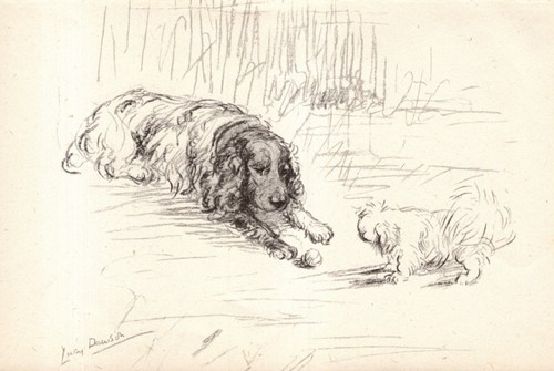 Vintage 1940s springer spaniel - vintage,