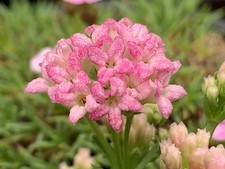 Asperula lilaciflora