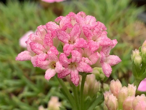 Asperula lilaciflora