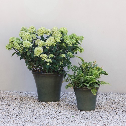 Primrose glazed green ceramic - primrose,