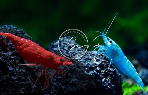 Premium neocaridina shrimp - 10,