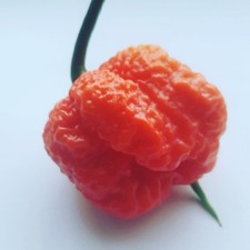 Pepper x Unofficial World Hottest Pepper 10 Seeds, 3.180.000 Shu
