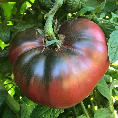 Cherokee purple tomato seeds - cherokee,