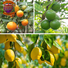 Citrus Fruit Collection, with