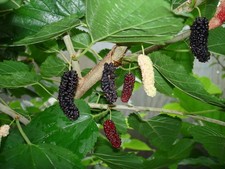 Morus alba - White Mulberry - Plant in 2 L Pot