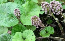 Petasites hybridus umbrella - petasites, (umbrella