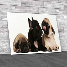 Adorable French Bulldog Pug Puppies 8 Weeks Old Original Canvas Print Large