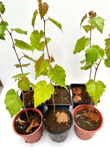 Silver birch tree saplings - 6x,