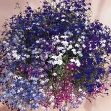 Lobelia mini plug plants
