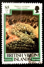 Marine Life Carpet Anemone