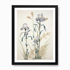 Ayame Japanese Iris 3 Vintage