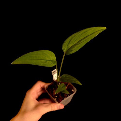 Monstera barrieri very - monstera,