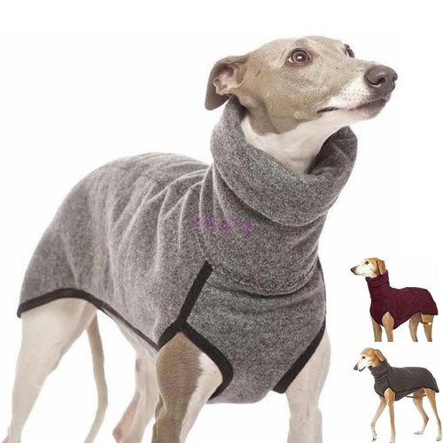 Pet dog winter high - winter,
