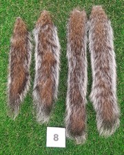 4 x Genuine Grey Squirrel