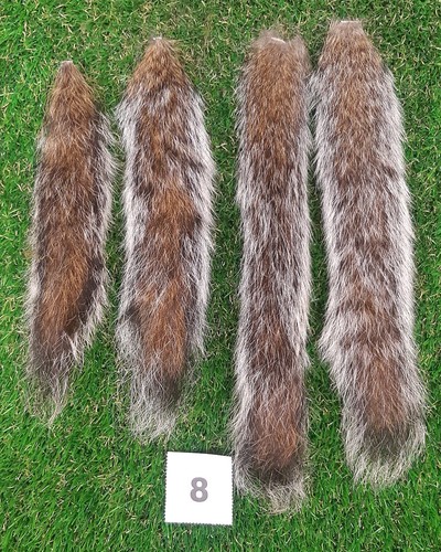 Genuine grey squirrel - x,