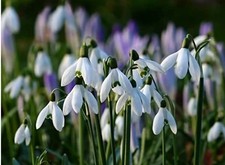 Single snowdrop bulbs in - single,