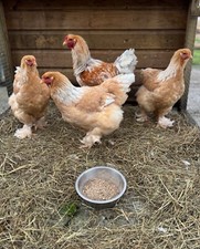 SIX x lemon Pyle BRAHMA L/F