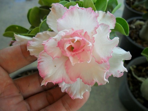 Adenium obesum pink seeds - 10,