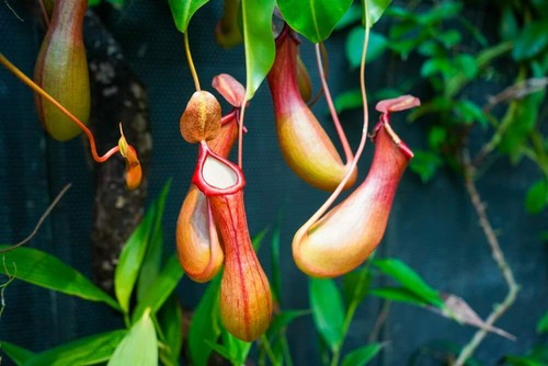 Lowland nepenthes seeds for - seeds,