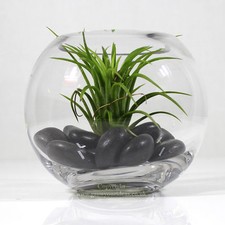 Air plant in small glass bowl