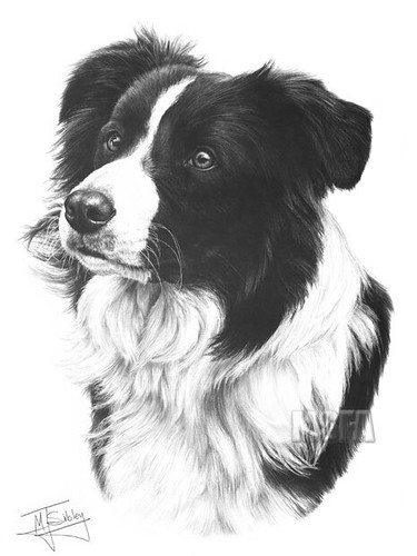 Border collie print - border,