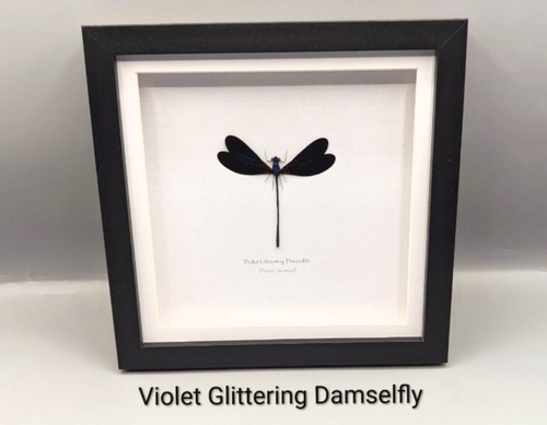Violet glittering damselfly - glittering,