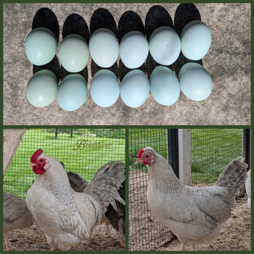Opal legbar hatching - hatching, eggs
