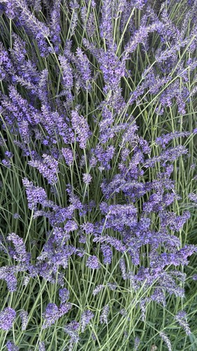 Dried lavender stems - dried, (100+)