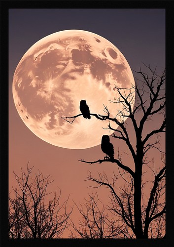 Intimate owl framed wall art - wall,