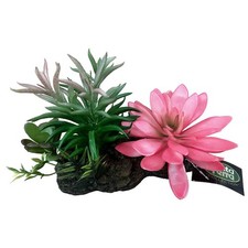 Betta terra succulent garden - betta,