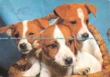 D070189 Jack Russel Terriers. Puppies. Salmon. 1989