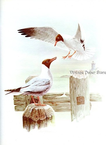 Stunning black headed - black, gull