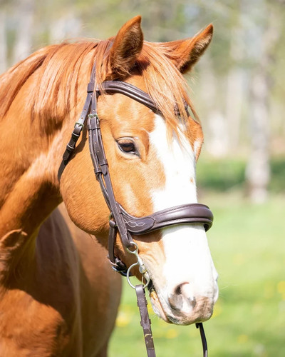 Harlow anatomical bridle - harlow,