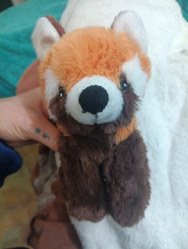 Ravensden red panda - ravensden, soft